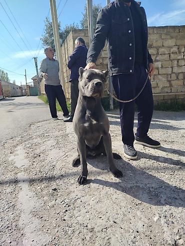 cane corso yavru: Kane-Korso, 10 ay, Erkək — 5