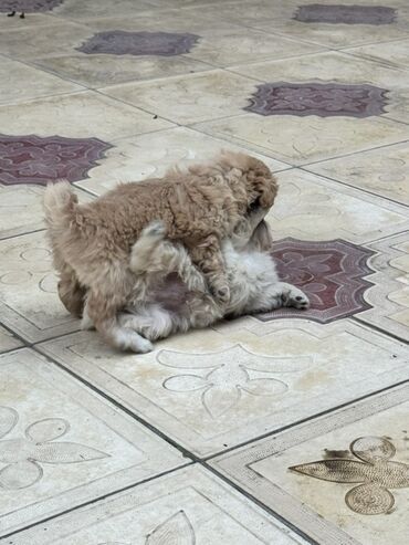 İtlər: Pekines, 2 ay, Peyvəndli — 6