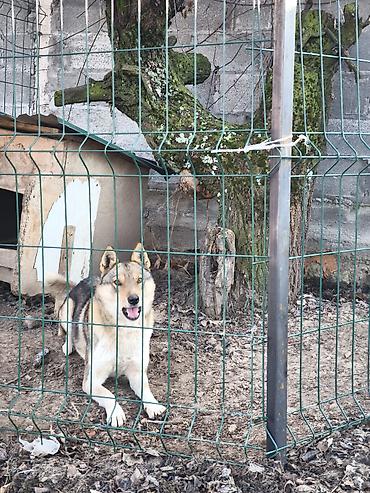 Продажа собак: Лайка, 1 месяц, Самка, С прививкой — 8