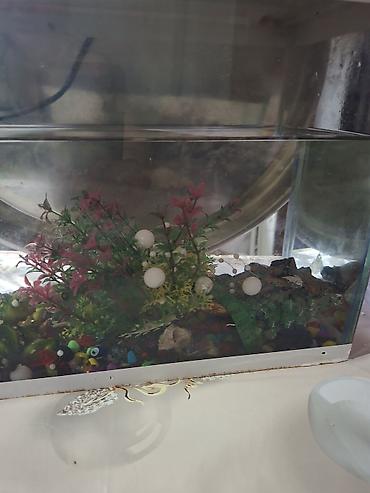 nemo baliq: Dördbucaq akvarium, Balıqlarla birlikdə, 5 l — 4