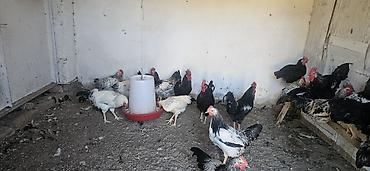 Toyuq, Damazlıq lalafo.az -da Toyuq, Damazlıq