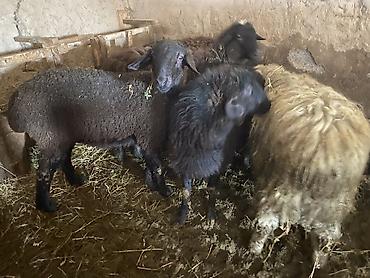 Баран, овца: Продаю | Ягненок, Баран (самец) | Полукровка | На забой, Для разведения, Для шерсти | Осеменитель, Ярка at lalafo.kg — 6 Баран, овца: Продаю | Ягненок, Баран (самец) | Полукровка | На забой, Для разведения, Для шерсти | Осеменитель, Ярка — 6