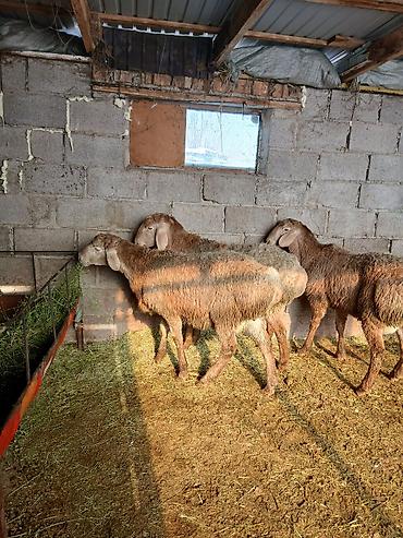 Баран, овца: Продаю | Овца (самка) | Для разведения — 3