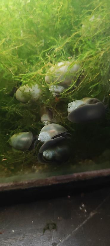🐌 Чёрные ампулярии для аквариума Продам молодых чёрных ампулярий 🖤