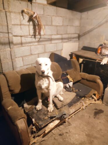 будка для собаки: Продаю Алабая кабель и сука