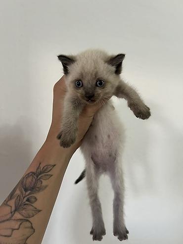 кошки манчкин: 🐾 Отдам котят в добрые руки ❤️ Котятам 2 месяца, уже самостоятельно — 1