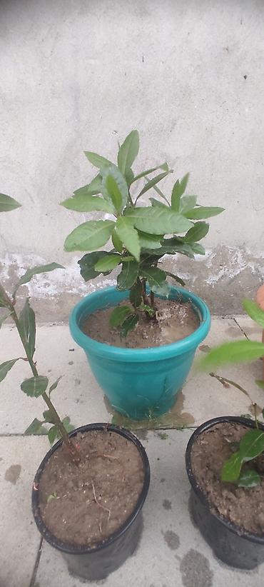 sitili: Dəfnə ağacı (Laurus nobilis) – ətirli, keyfiyyətli və məhsuldar sort — 7