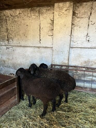 купить кролик декоративный: Продаю | Овца (самка) | Для разведения