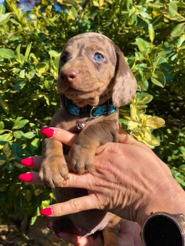 Psi: Odgajivacnica pasa "Happy Puppies" ima u ponudi patuljaste jazavicare — 3