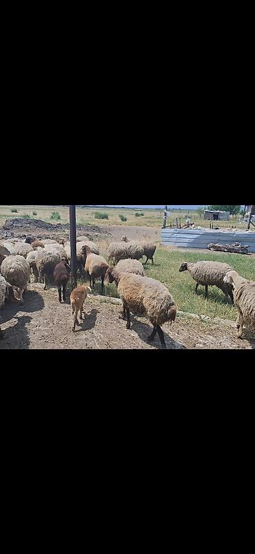 Mal-qara: Dişi, il: 10, 50 kq, Damazlıq, Ünvandan götürmə — 4