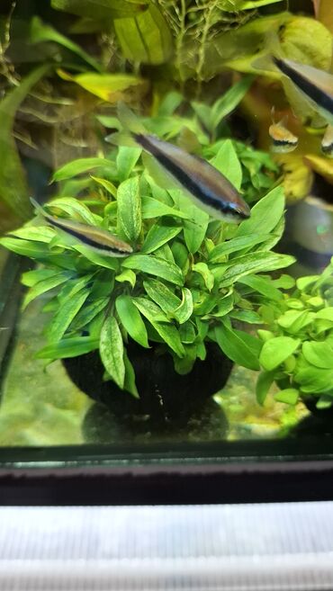 Аквариумы: Аквариумные растения — живые, выращенные в воде Предлагаются — 10