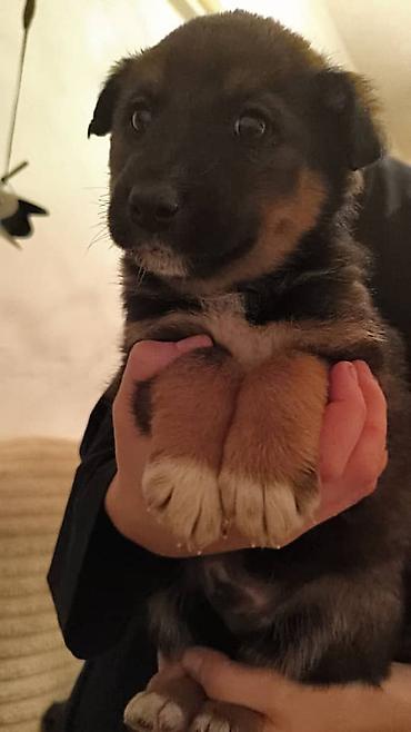 Отдам даром собаку: ПРИЮТ У НАС Собачки на любой вкус это приют все собачки привитые — 30