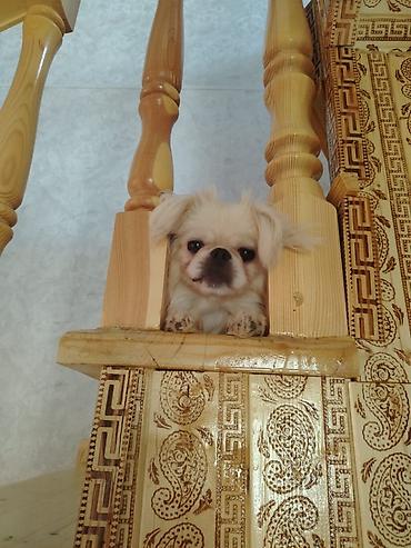 mops it: Pekines, 1 il, Dişi, Peyvəndli, Pulsuz çatdırılma — 3