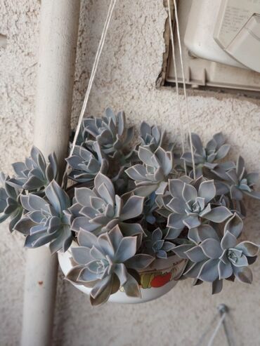 Otaq bitkiləri: Kaktuslar.artırmalarının qiymət 3manatdan başlayır.şəkildə olan güllər — 12