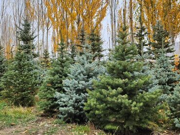 Декоративные деревья: Продаются хвойные и лиственные деревья🌲🌳 - Голубая ель от 0,8-5м - at lalafo.kg — 7 Декоративные деревья: Продаются хвойные и лиственные деревья🌲🌳 - Голубая ель от 0,8-5м - — 7
