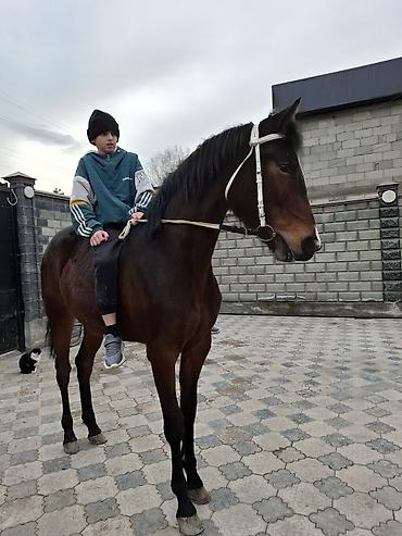 Лошади, кони: Продаю | Кобыла (самка) | Английская — 9