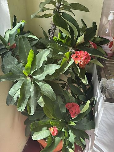 Молочаи: Молочай Милля (Euphorbia milii) в горшках — декоративно-цветущее — 3