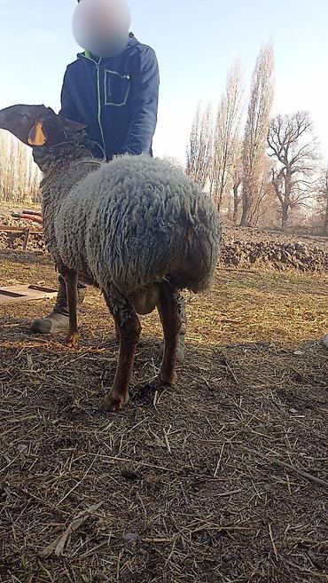 Баран, овца: Продаю | Баран (самец) | Гиссарская | На забой, Для разведения | Осеменитель — 6