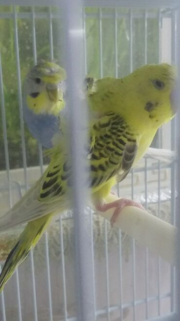 Tutuquşları: Yaponiclər və yaponicdən dömmələr — 6