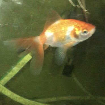 Рыбы: ЗОЛОТЫЕ РЫБКИ 

5-8 сантиметров 
150 сом одна рыбка
р. Ново-Покровка — 2