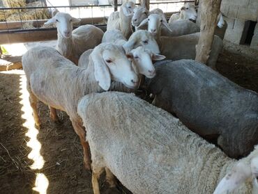 рамановские овцы: Сатам | Ургаачы кой (ургаачы)