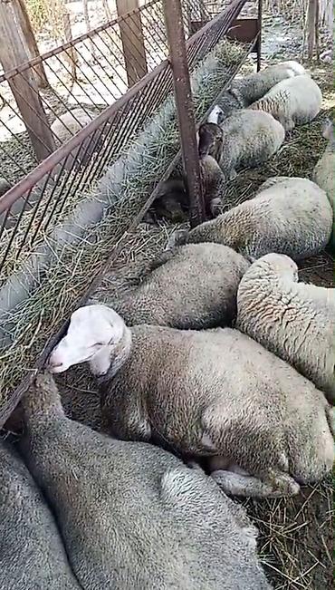 qoyun yanıbala: Satlıq qoyun sürüsü. Şəkillərdə müxtəlif rəng çalarlarında, əsasən — 1