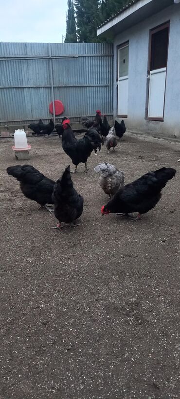 Xoruzlar: Avstrolob yumurtası və cucəsi sifariş olnur sifariş qabagcadan — 3