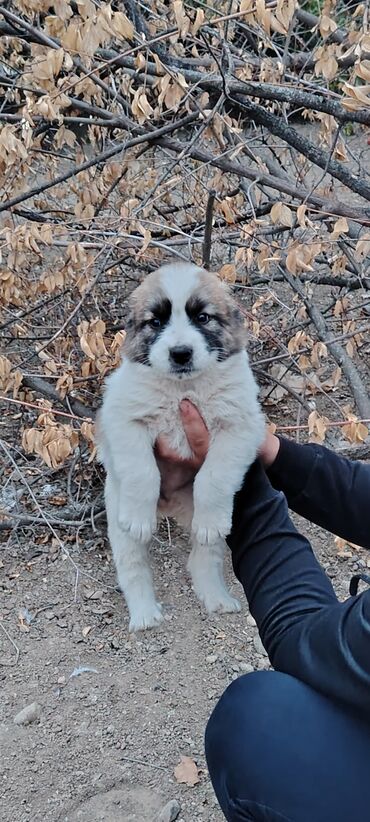 poodle it: Qurdbasar, 1 ay, Erkek, Ödənişli çatdırılma