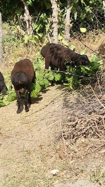 добрый корова: Сатам | Козу | Көбөйтүү үчүн | Бычылган