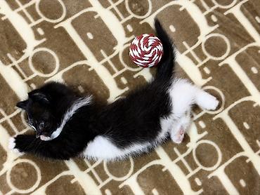 ххх девочка: Котенок, остался последний Девочка 🐈‍⬛ К лотку приучена Ест влажный — 2
