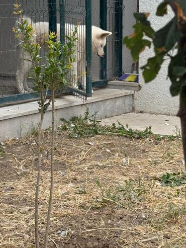 setter it cinsinin digər adı: Akita-inu, 7 ay, Erkek, Peyvəndli, Ünvandan götürmə