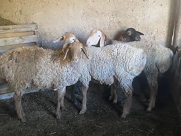 Продам с/х животных: Продаю | Овца (самка), Баран (самец) | Полукровка | На забой, Для разведения | Осеменитель, Матка, Ярка — 5