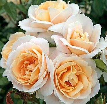 Роза: Саженцы — 7