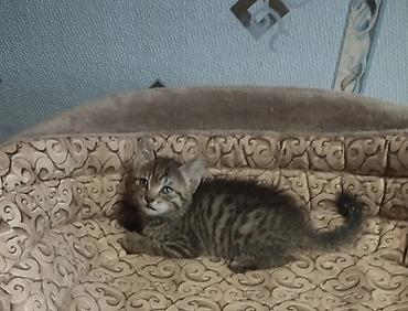 Башка жаныбарлар: Котята. 1 месяц — 2