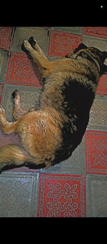 doberman itler: Alman çoban iti, 3 il, Erkek, Peyvəndli