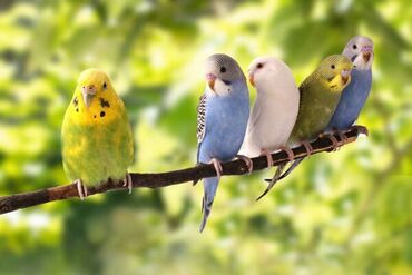 Птицы: Волнистые попугаи Абдрахманова315