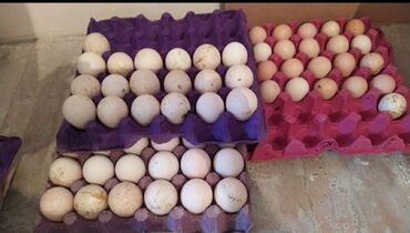 yumurta yemi: AMERİKAN Bronz hind quşu yumurtası.Saray baglarında.Heyvanlar hər qün
