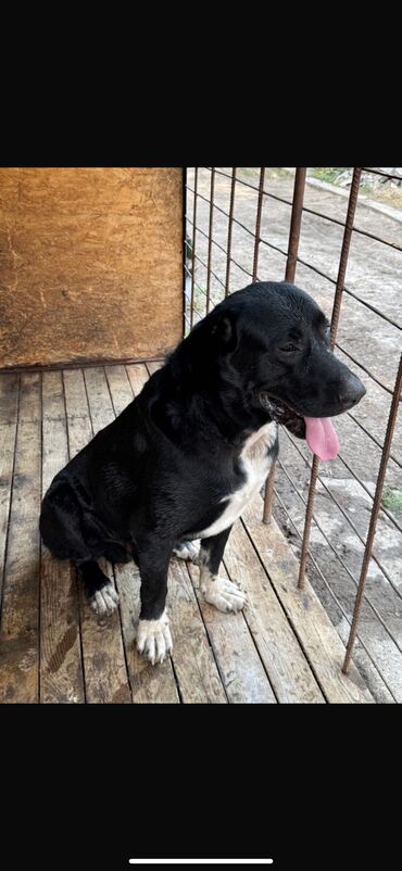 Продажа собак: Продаю собаку алабай 1.5 года. Кобель Цена договорная — 12
