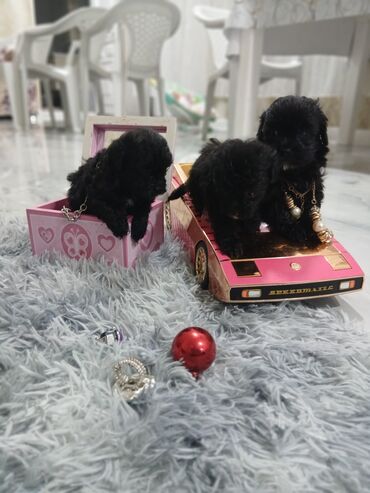 İtlər: 2 ay, Dişi, Peyvəndli, Pulsuz çatdırılma — 14