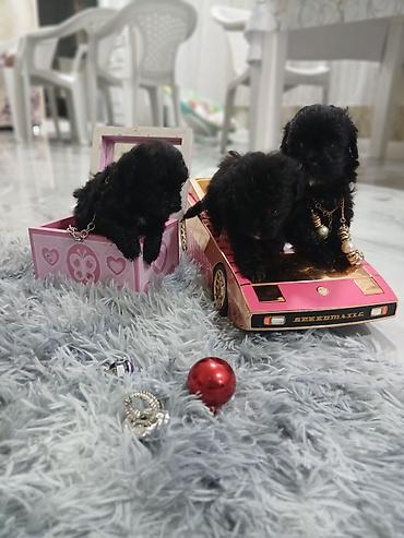 İtlər: Pudel, 2 ay, Dişi, Sənədli, Pulsuz çatdırılma — 7