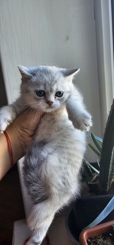 siyam pişik: Şinşilla, Erkək, Yaxşı əllərə, Ünvandan götürmə, Ödənişli çatdırılma