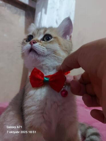 Pişiklər: Dişi, Ödənişli çatdırılma — 4