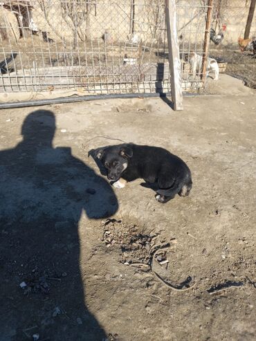 İtlər: Zvanoklar 2 aylıq tam saglam — 9