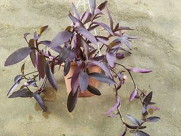 bezek bitkisi: Asılı saksıda bənövşəyi təsirli bəzək bitkisi – Tradescantia pallida — 1