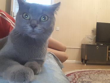 pişik gence: Şotlan cinsi4ayliq boz pisik.qiymeti 80manat.xarice kocuruk deye — 2