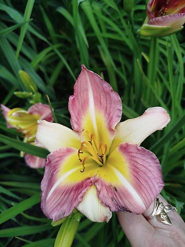 Гортензия: Саженцы — 12