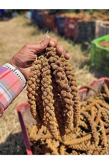 Tutuquşları: Quldalar satilir Erkey 130 dişi 160. 2 yaş hazir Cutlerde var — 13