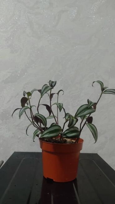 Другие комнатные растения: Продаю цветы — 19