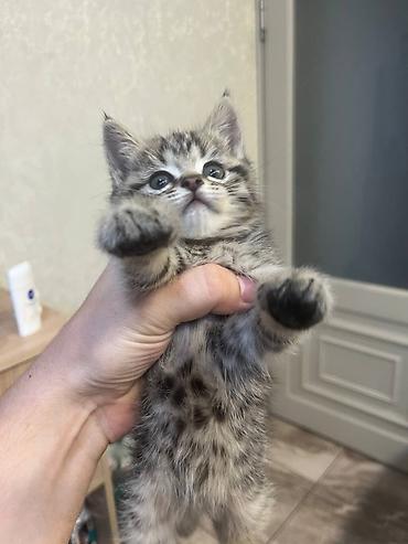 Мышыктар: Продаю котят породы Скотиш-Страйт, 1 месяц. Активный котенок породы — 1
