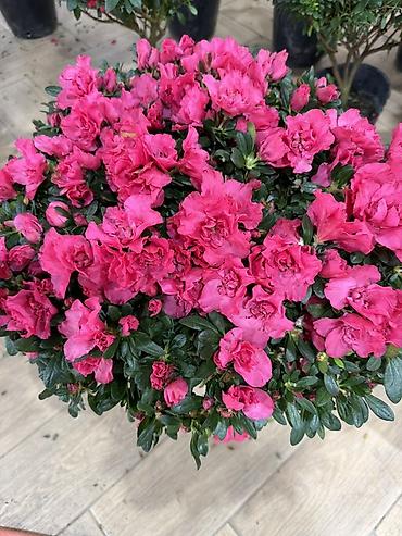 Герани и пеларгонии: Комнатные цветы в горшках — ассортименты расцветок - Цикламен — 24